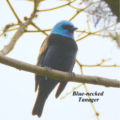 Blue-necked Tanager